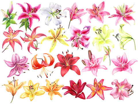 Big set of elegant lilies, red yellow orange pink lily flowers on an isolated white background, watercolor illustration, collection, set of watercolor flower.