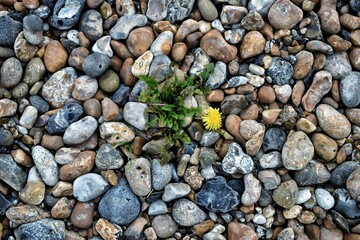 Yellow flowers growing up through stones. Dandelion. 
pebbles on the beach