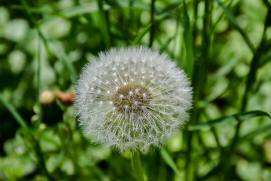 Close up photo of delicate fluffy white dandelion.