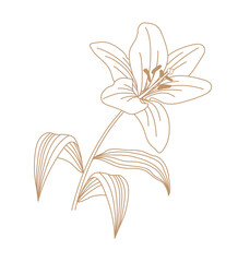 Lily flower vector illustration outline art. Designed for postcard, wedding  and other. Contour of blooming lily isolated over white background.  - 384885423