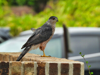 Ironic Cooper's Hawk Bird of Prey Raptor on Brick Retaining Wall in Neighborhood with Car Blurred in Background Suburban Wildlife