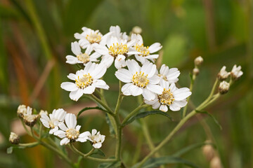 Blüten der Sumpf-Schafgarbe (Achillea ptarmica, sneezewort)