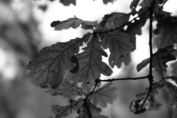 leaves on tree