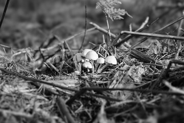 black moss mushroom  on the ground