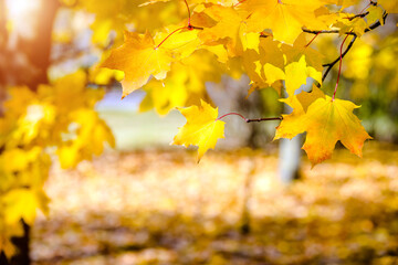 Autumn background-yellow maple leaves in the city Park
