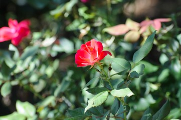 red rose in garden