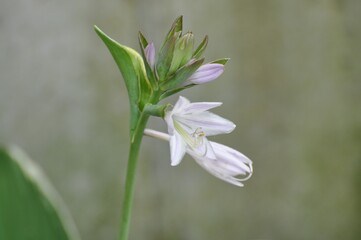white flower in the garden