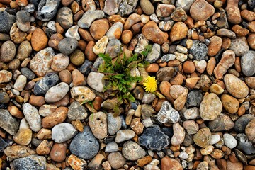 Dandelion growing up through stones. Beach pebbles. Seaside 