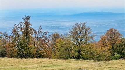 autumn landscape with trees