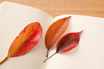 白い封筒に入れた枯葉