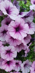 pink and purple flowers