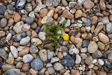 Flowers growing up through stones. Beach pebbles. Dandelion 