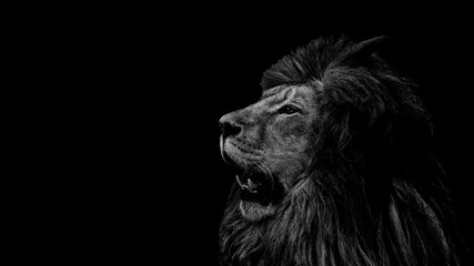 Portrait of a Beautiful lion, Cat in profile, lion in dark