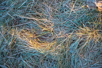 The grass is covered with frost. Beautiful natural background with hoarfrost on the grass. Ground texture with frozen meadow plants. Rime ice on blades of grass during frosts. Cold weather.