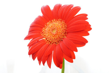 red gerbera flower