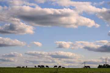 Fototapeta na wymiar Cow field in north west of France with autumn sky (Brittany, France).
