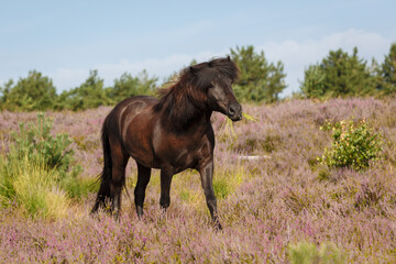 Isländer frei in der Heide