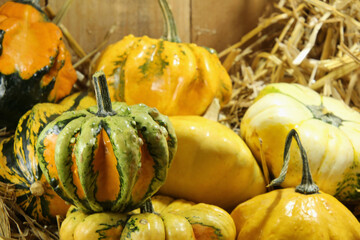 Tops of the Gourds