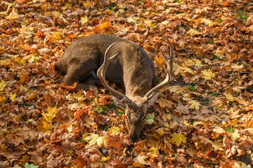 Beautiful deer lying on the falling leaves in forest. Autumn cozy atmosphere. Wildlife concept.