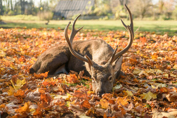 Beautiful deer lying on the falling leaves in forest. Autumn cozy atmosphere. Wildlife concept.
