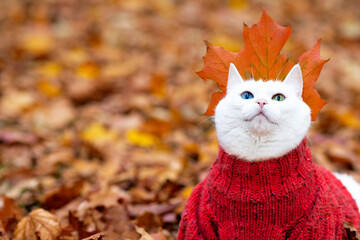Funny white cat, multi-colored eyes. Angora breed. Sits in the foliage in the park on an autumn day. Animal in a sweater on the street. The pet plays in red and yellow maple.