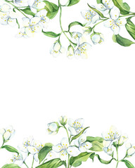 Fototapeta premium Watercolor flower, card with white jasmine with green leaves, hand drawn illustration. Stock illustration for design, wedding invitations, greeting cards, postcards, kitchen and save the date.