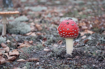 Fly agaric or Amanita muscaria, a poisonous red white-spotted  inedible mushroom in its natural habitat, blurred background