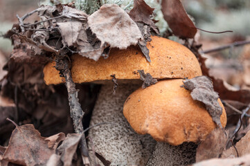 Two birch mushroom with an orange cap in a fallen tree leaf,  hat under the leaves, macro photo