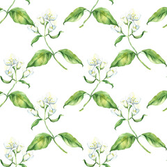Watercolor seamless pattern with white jasmine, green leaves, botanical painting, floral painting,  aroma fragrance, wrapping paper, textile, wallpaper, 
perfume, stock illustration.
