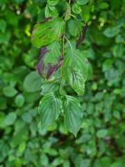 Fototapeta na wymiar leafs inperfection