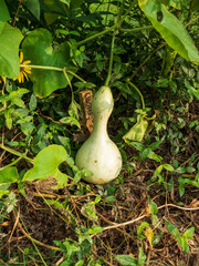 Gourd growing in the garden