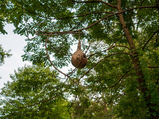 Gourd hung from a tree as a bird house