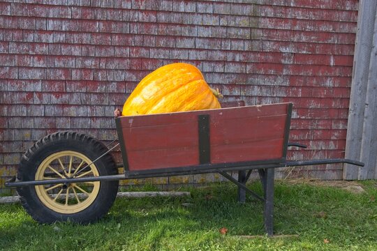 Giant Wheel Barrow With A Giant Pumpkin In It, In Front Of A Barn Wall