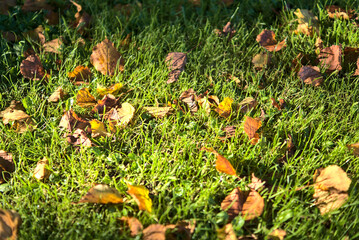 Beautiful autumnal background of yellow fallen leaves on the grass in Marlay Park, Dublin, Ireland