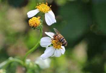 Abeja Macro