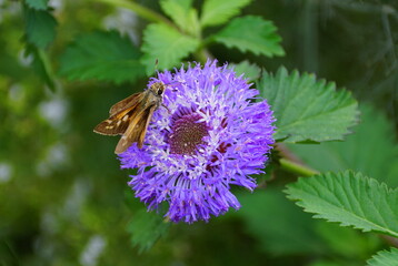 A butterfly pollinating a beautiful purple flower