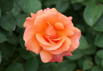 An orange and pink color of Floribunda Rose 'Harpageant'