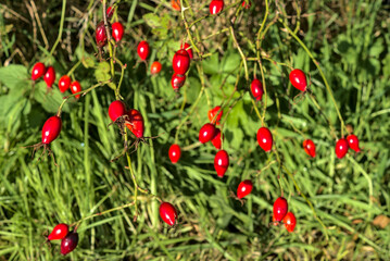 Obraz premium Beautiful autumnal shot of many ripe rose hips fruit on grass background, Marlay Park, Dublin, Ireland