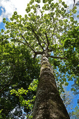 Big tree on tropical rain forest, Rio de Janeiro, Brazil 