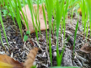 grass in the grass