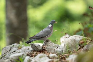 Pigeon moving on the ground. A pigeon walks in the forest. Birds looking for food. European wildlife nature. Spring time in the animal kingdom.  