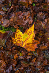 Escena de una hoja entre hojas en otoño