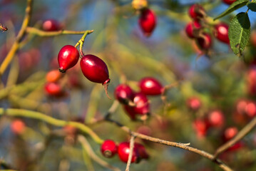 Beautiful autumnal shot of many ripe rose hips fruit with green leaves on warm fall background, Marlay Park, Dublin, Ireland