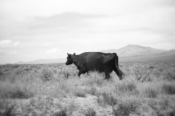 Black and white image of a cow walking through sage brush in Nevada