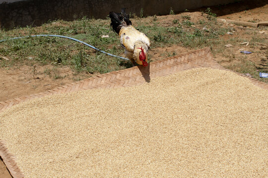 A chicken eats rice grains that are being dried in the sun. The yellow rice grains that have been harvested are in the sun