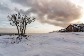 snowy landscape with a dry tree and a cabin in the background