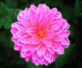 Pink Dahlia flower with water droplets
