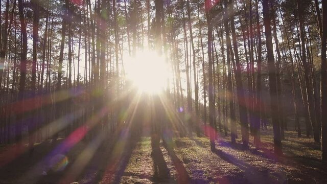 Sun beams pouring through trees in a pine forest
