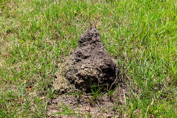 Termites Nest - Ninho de cupins 