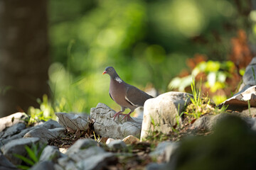Pigeon moving on the ground. A pigeon walks in the forest. Birds looking for food. European wildlife nature. Spring time in the animal kingdom.  